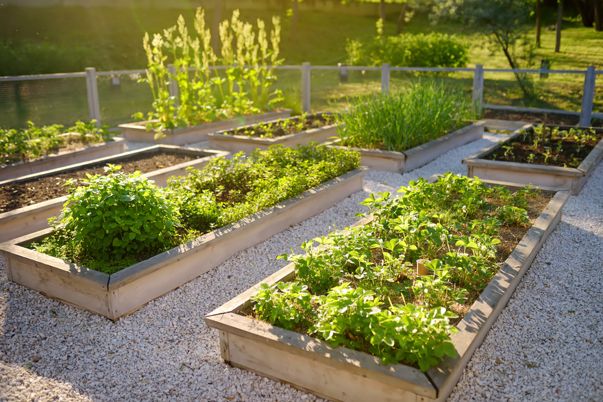 Community kitchen garden. Raised garden beds with plants in vegetable community garden.